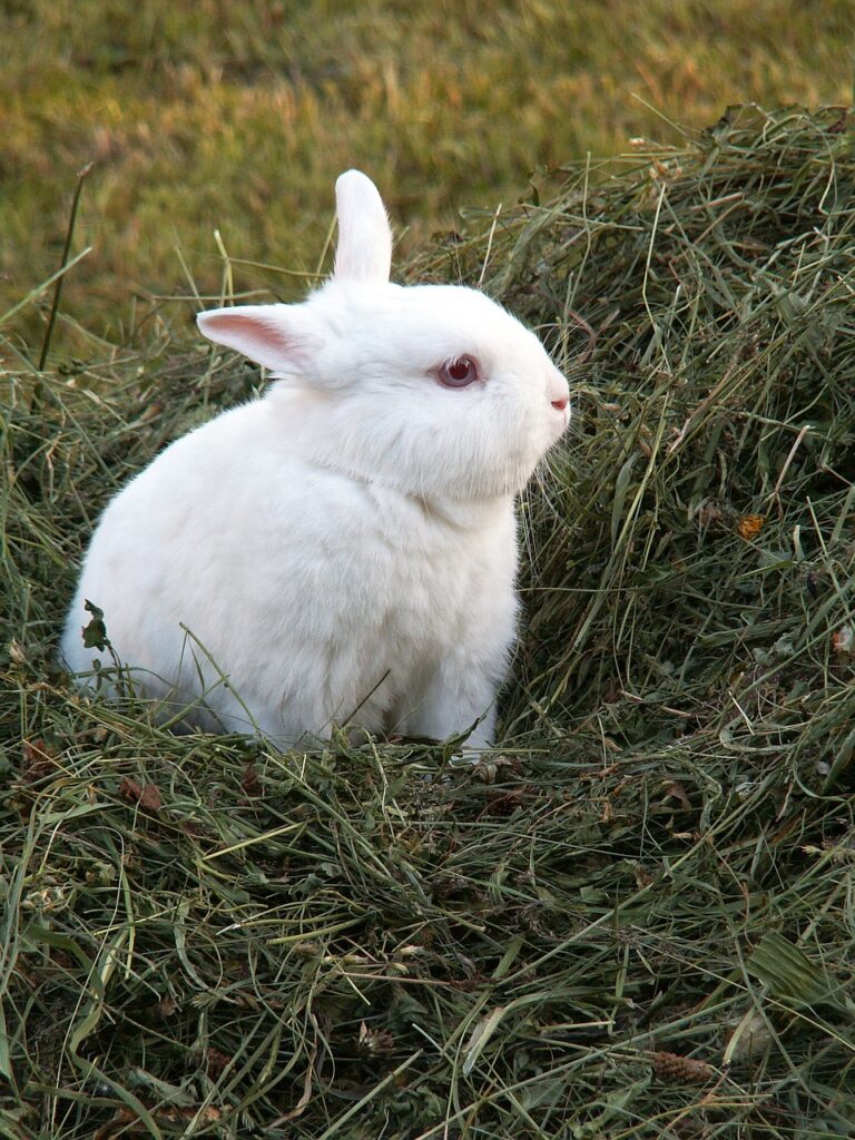 rabbit, hay, animals-93047.jpg